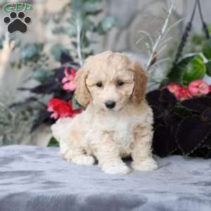 Cassie, Bich-Poo Puppy